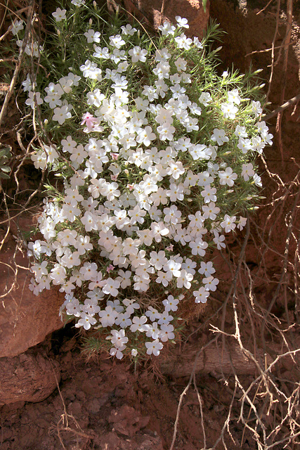 Desert Phlox