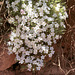 Desert Phlox