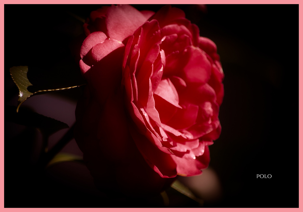 Camelia japonica, rosa rojiblanca y pensamiento