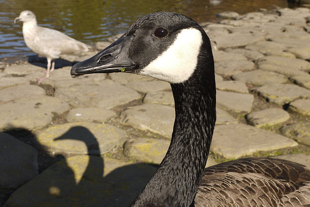 If the goose sees its shadow, what's the weather forecast?