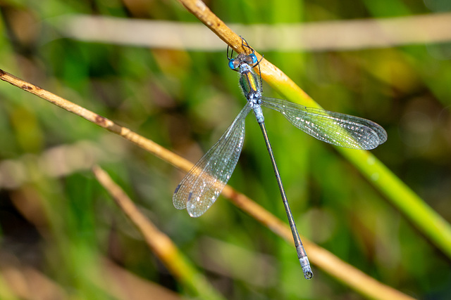 Common Spreadwing-DSA 8488