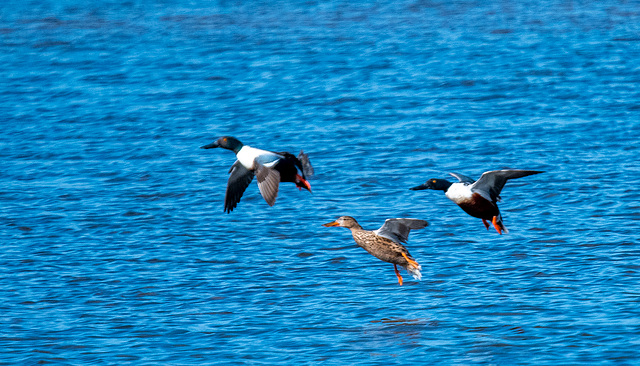 Shoveler ducks