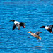 Shoveler ducks