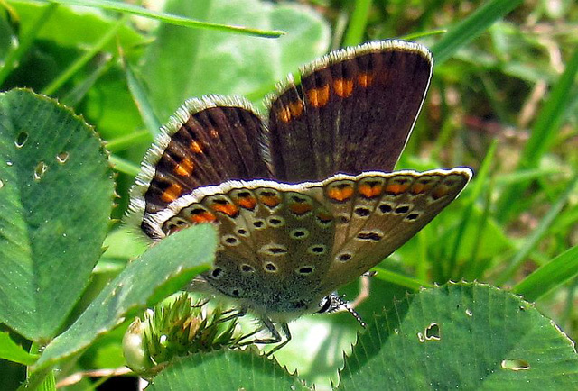 Modraszek ikar - female