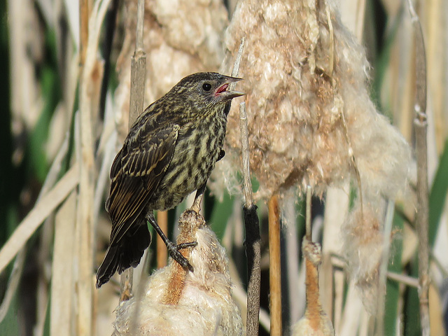 Red-winged Blackbird juvenile