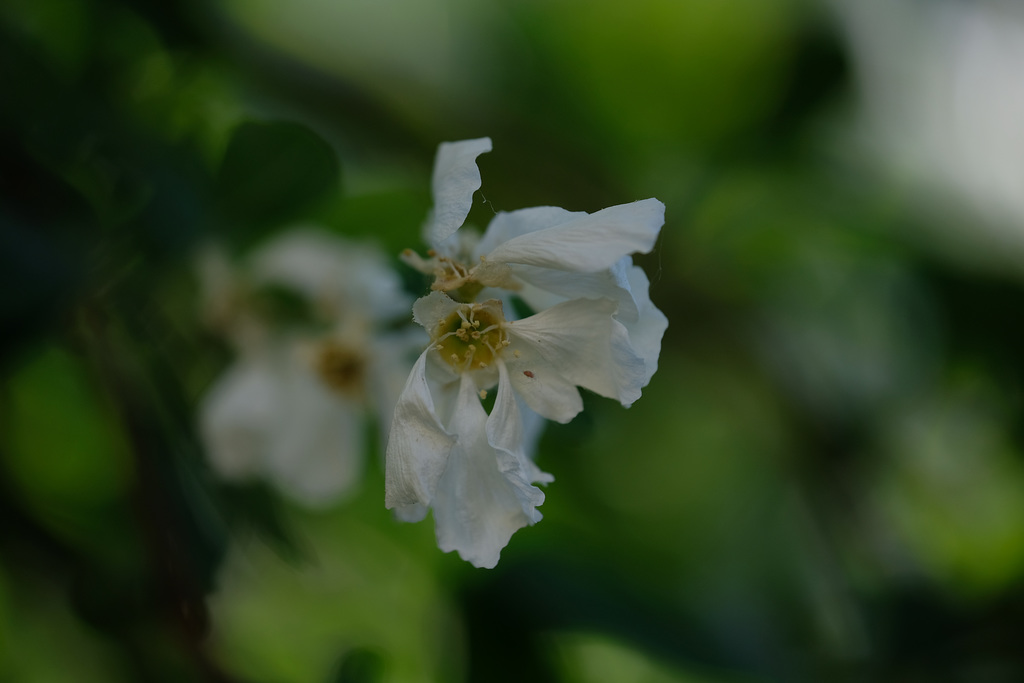 DSCF7699