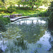 Aquaplancton: effectiveness in pond clearance?