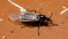 Fly IMG 7166