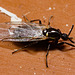 Fly IMG 7166