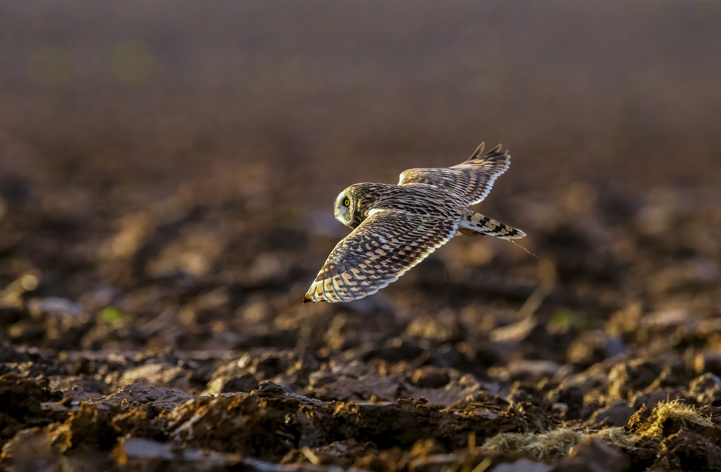 Hibou des marais - short eared Owl