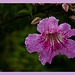 Bignonia rosa [Podranea ricasoliana] + (2 Notas)