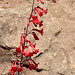 Beard-lip Penstemon