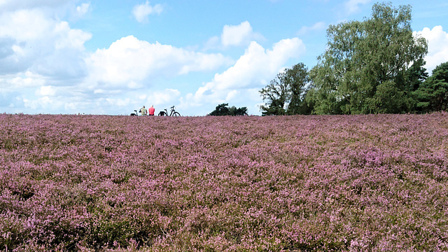 Fischbeker Heide, Hamburg