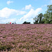 Fischbeker Heide, Hamburg