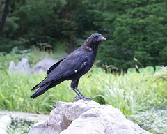 corneille d'Amérique/American crow