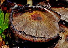 Shaggy Inkcap. Coprinus comatus