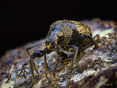 Weevil - The Last In The Series