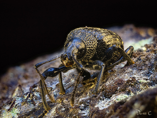 Weevil - The Last In The Series