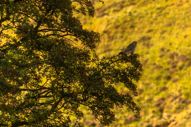 Kestrel in the shadows