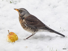 Fieldfare