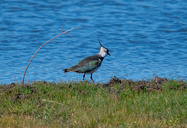 Lapwing