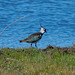 Lapwing