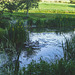 Aquaplancton: effectiveness in pond clearance?