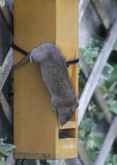 Mais.... c'est pas une mésange! ;-)