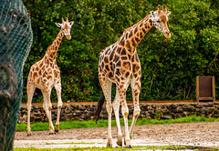 Giraffes