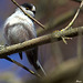 Mésange à longue queue