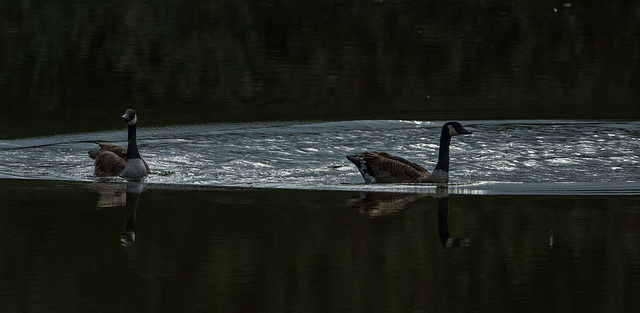 Canada geese