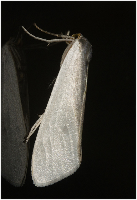 IMG 2060 Moth