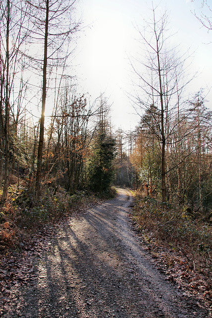 Eeg am Schlebuscher Berg (Wetter) / 25.02.2023