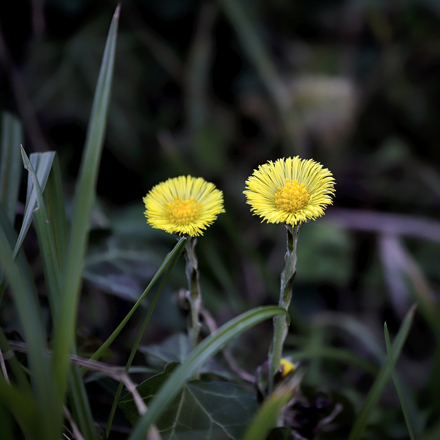 Duo de Tussilage