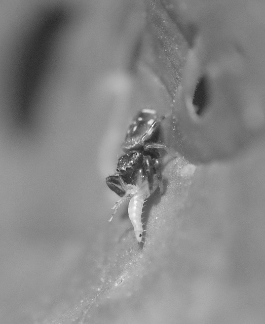 Tiny spider devours tinier leaf hopper nymph (IR)