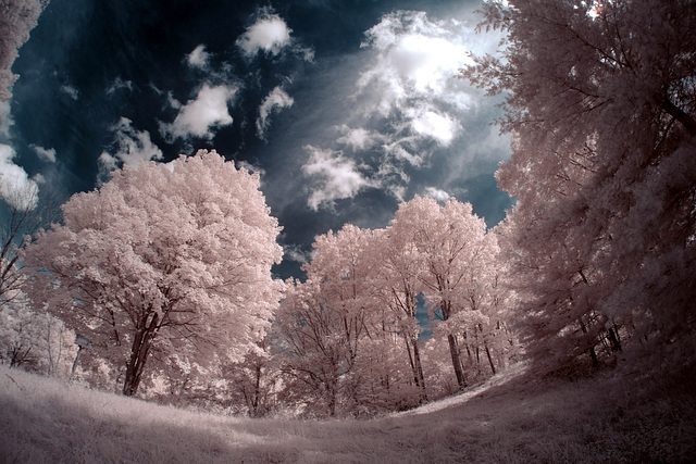 Back yard infrared fisheye experiment