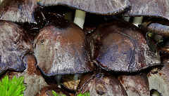 Shaggy Inkcap. Coprinus comatus