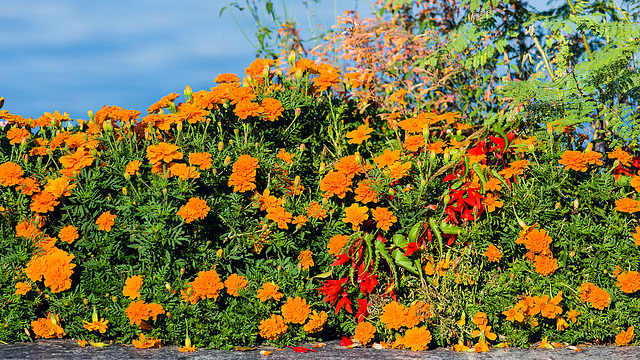 140828 fleurs Montreux