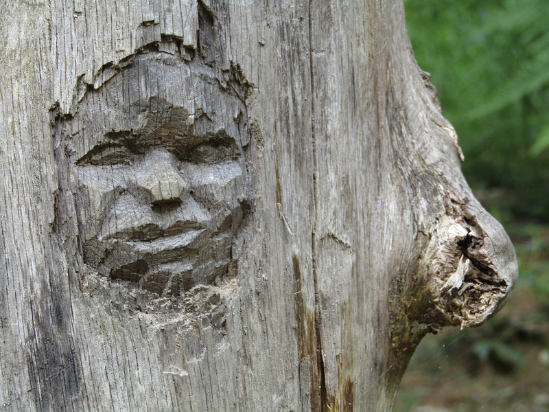 Gesicht im Baum
