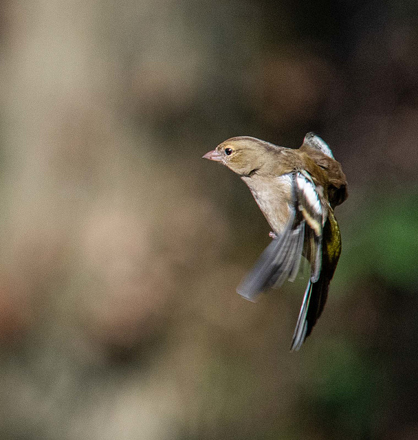 Chaffinch in flight