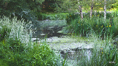 Aquaplancton: effectiveness in pond clearance?