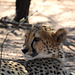 Namibia, The Okonjima Nature Reserve, Portrait of a Cheetah