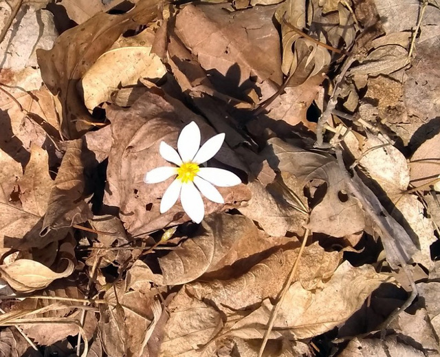 A single blossom of Bloodroot, the first in 2021.