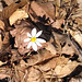 A single blossom of Bloodroot, the first in 2021.