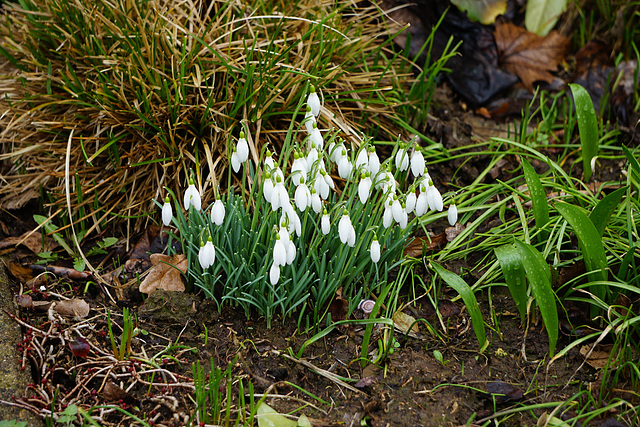 Schneeglöckchen im Regen