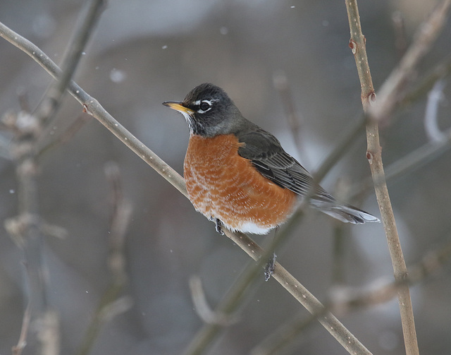 american robin / merle d'Amérique