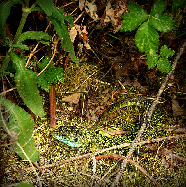 LACERTA BILINEATA
