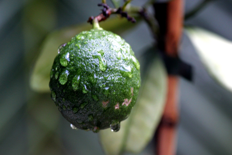 Rainy Green