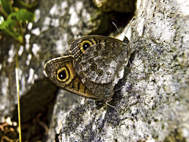 Butterfly "Lasiommata maera" - Rosazza, Biella