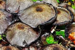 Shaggy Inkcap. Coprinus comatus